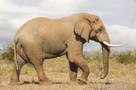 Download Elephant Bull Side view stock photo. Image of fauna, brown - 96162680 Aesthetic Elephant, Elephant Aesthetic, Drawing Elephant, Elephant Habitat, Forest Elephant, Elephant African, African Forest, African Forest Elephant, Elephant Sketch