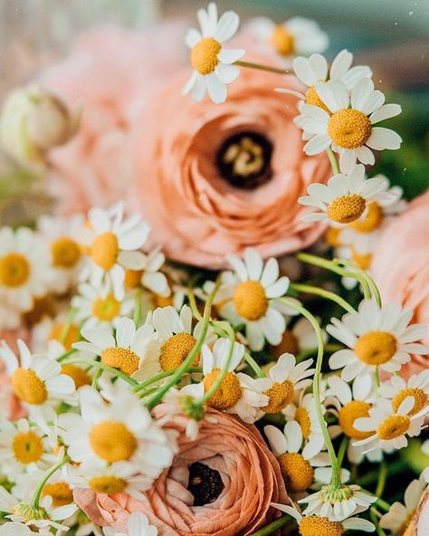 Ranunculus Aesthetic, Frühling Wallpaper, Virtual Flowers, Ranunculus Flowers, Wallpaper Nature Flowers, Spring Aesthetic, Flower Phone Wallpaper, Ranunculus, Flower Lover