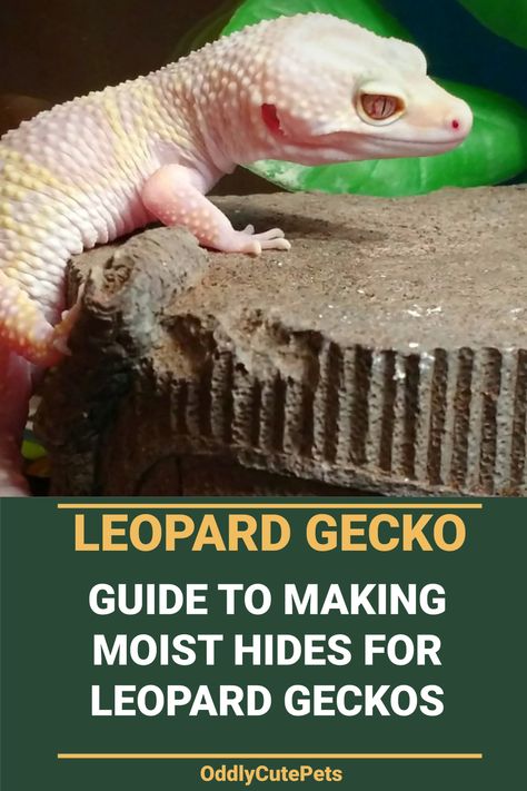 Leopard Gecko Hide Ideas, Diy Hides For Leopard Gecko, Diy Gecko Decor, Leopard Gecko Moist Hide, Moist Hide Leopard Gecko Diy, Leopard Gecko Habitat Diy, Diy Humid Hide Leopard Geckos, Leopard Gecko Humid Hide, Humid Hide For Leopard Gecko