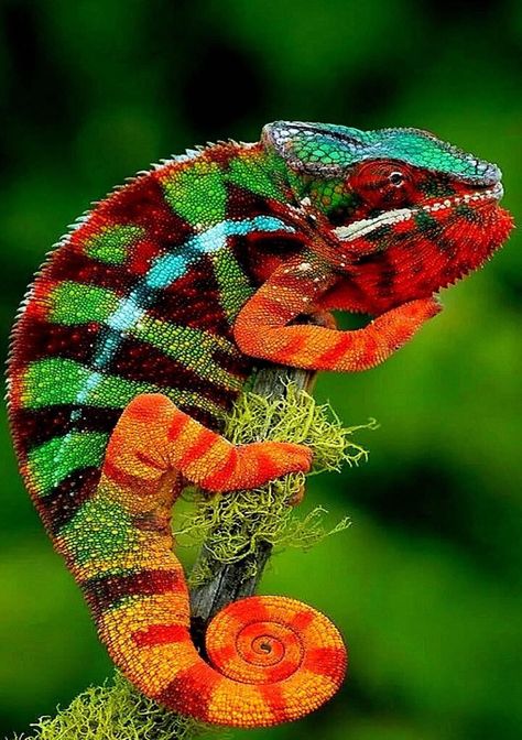 Panther Chameleon, Truk Besar, Colorful Lizards, Chameleon Lizard, Chameleon Art, Cute Reptiles, Chameleons, Interesting Animals, Reptiles And Amphibians