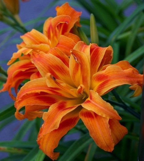 Perennial Flower, Tree Seedlings, Plant Care Instructions, Full Sun Perennials, Lily Bulbs, Day Lilies, Fast Growing Trees, Fast Growing Plants, Plant Cuttings