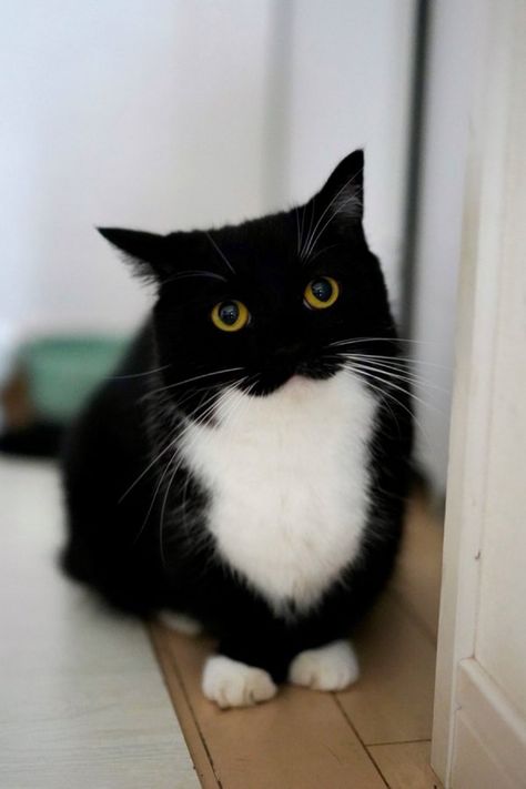 Black Munchkin Cat, Uni The Cat, Maxwell The Cat, Silly Cats Pictures, Cat Club, Cat Cute, Tuxedo Cat, Cat Boarding, Silly Animals