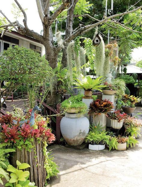 38 Stunning Ideas to Turn Your Boring Garden into a Cool Tropical Garden - 292 Small Tropical Gardens, Tropical Garden Design, Fall Decorating Ideas, Desain Lanskap, Fall Decor Ideas, Tropical Landscaping, Fall Decorating, Exotic Plants, Mini Garden