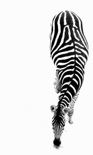 . Zebra Top view Laurel Burch, Foto Art, Arte Animal, Primates, Black N White, White Photo, Black & White, Animal Love, Zebras