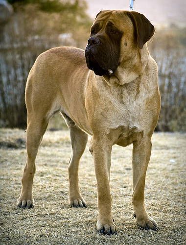 large breed dogs | Mastiff Dog Breed Photo - Picture of Mastiff Dog Breed Worlds Largest Dog, British Mastiff, English Mastiff Dog, Mastiff Dog Breeds, Mastiff Breeds, Giant Dog Breeds, Mastiff Puppies, Fierce Animals, Dangerous Dogs