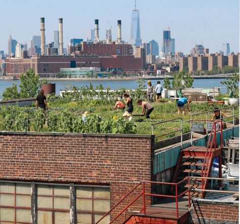 Climate Activists Pitch Mandatory Green Roofs for Denver – Next City Ideas Terraza, Greenpoint Brooklyn, Urban Heat Island, Nyc Rooftop, Eco City, Urban Agriculture, Starting A Garden, Green City, Rooftop Garden