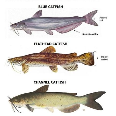 State stocks Dorcheat Bayou with blue catfish | Individual and Team Sports | magnoliareporter.com Catfish Dishes, Catfish Tattoo, How To Catch Catfish, Fish Chart, Blue Catfish, Fish Prints, Channel Catfish, Catfish Fishing, Fishing Stuff