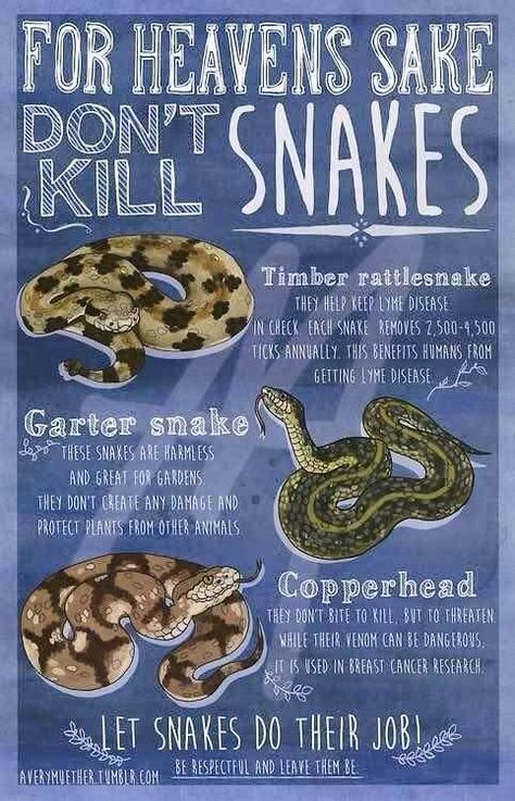 ALWAYS be careful when around snakes, BUT if you know they are harmless/good for the environment welcome them : ) Killing Rats, Snake Facts, Garter Snake, Cute Reptiles, Reptile Snakes, Info Graphic, Cute Snake, Pet Snake, Beautiful Snakes