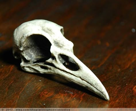 Raven skull More Bird Skull Drawing, Odins Ravens, Bird Skull Tattoo, Skull Reference, Odin's Ravens, Animal Skeletons, Crow Skull, Crow Bird, Raven Skull