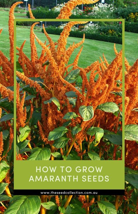 amaranth plant Amaranth Plant, Vegetable Garden Diy, Seed Collection, Potager Garden, Amaranth, Companion Planting, Backyard Landscaping Designs, How To Grow, Garden Projects