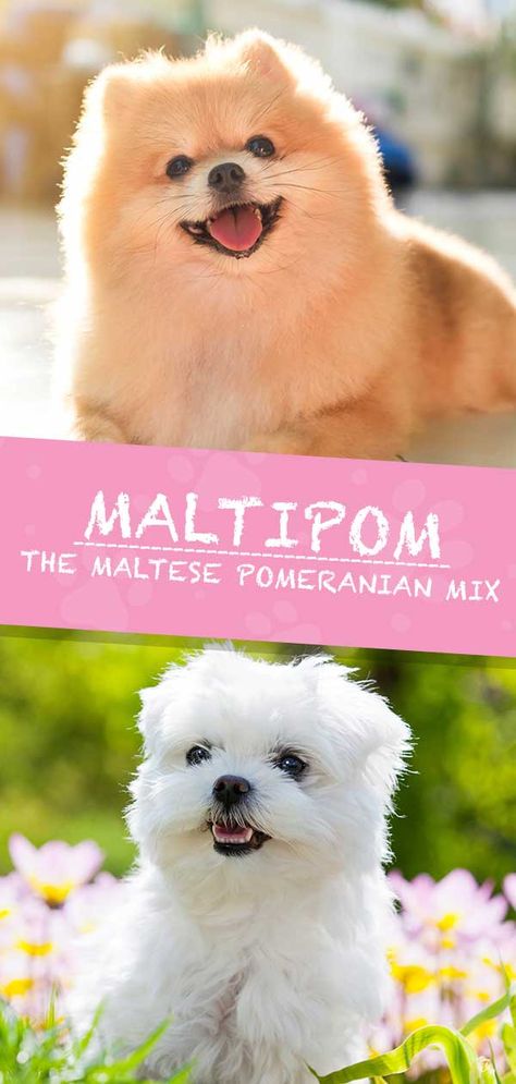 Maltese Pomeranian Mix Puppies, Yorkie Pomeranian Mix, Pomeranian Mix Puppies, Maltese Yorkie Mix, Maltese Pomeranian, Dog Crossbreeds, White Pomeranian, Pomeranian Mix, Yorkie Mix