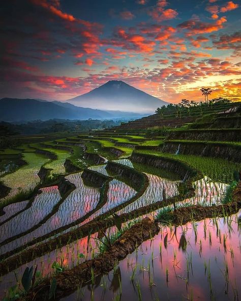 Best Travel Insurance, Adventure World, Rice Fields, Central Java, Nature Adventure, Alam Yang Indah, Beautiful Sunset, Amazing Nature, Land Scape