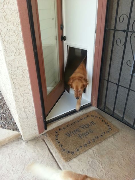 Pet Shops, Detachable Doggie Door - in Or Out Pet Products - Phoenix, Az Dogie Door Ideas, Doggie Doors To Outside, Creative Dog Doors, Back Door Doggie Door, Diy Dog Door In Wall, Doggie Door Ideas Diy French Doors, Doggie Door Ideas, Doggie Door Ideas Large Dogs, Dog Doors For Large Dogs