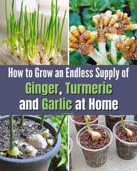 Growing Turmeric Indoors, How To Grow Ginger At Home, Growing Tumeric Outdoors, Hydroponic Garlic, How To Grow Ginger Root At Home, How To Grow Turmeric, Planting Turmeric, How To Grow Ginger, Witchy Mansion