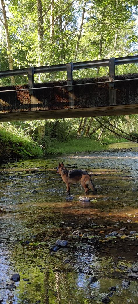 Gsd Aesthetic, German Shepard Aesthic, Big Dog Aesthetic, German Shepherd Aesthetic, German Sheperd Dogs, Reactive Dog, Gsd Puppies, Pretty Animals, Service Dogs