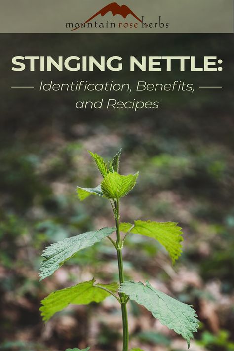 Nettle Benefits, Nettle Recipes, Nettle Tea, Shtf Prepping, Nettle Leaf, Garden Prepping, Mountain Rose Herbs, Stinging Nettle, Health Tea