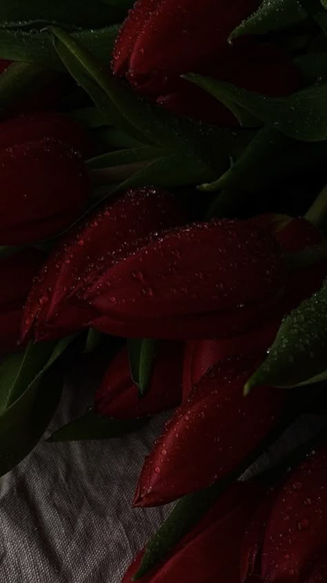 Maroon Aesthetic, Burgundy Aesthetic, Dark Red Wallpaper, Flowers Photography Wallpaper, Nothing But Flowers, Dark Style, Wallpaper Dark, Dark Feminine Aesthetic, Red Tulips