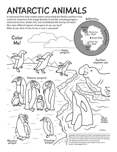 Line art of several species of penguins in the Antarctic. Penguins In Antarctica, Antarctica Crafts For Kids, Anteater Drawing, Antarctica Animals, Winter Library, Penguin Facts, Antarctic Animals, Penguin Day, Penguin Species