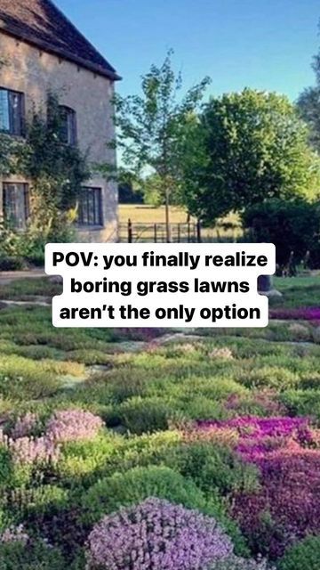 Tapestry Lawn, Clover Lawn, Moss Lawn, Creeping Thyme, Helpful Things, Save Water, Native Plants, Lawn Care, Sustainable Living