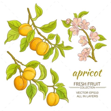 apricot branches vector set on white background Apricot Branch Tattoo, Apricot Tree Tattoo, Apricot Flower Tattoo, Apricot Tattoo, Apricot Drawing, Apricot Illustration, Apricot Aesthetic, Animal Macarons, Butter Packaging