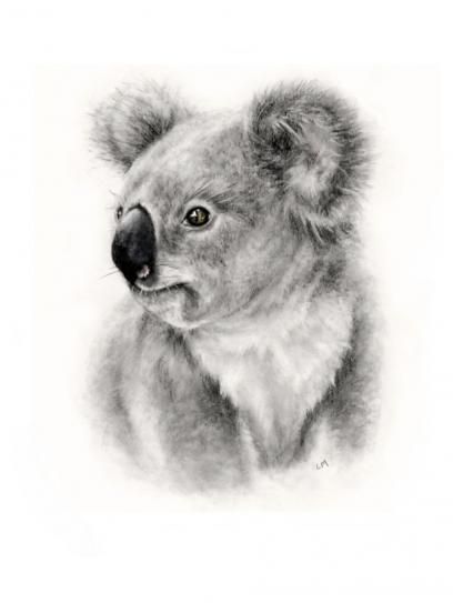 Art Ideas Sketches, Koala Tattoo, Koala Drawing, Koala Art, Scratchboard Art, Animal Drawings Sketches, Australia Animals, David Attenborough, Australian Wildlife