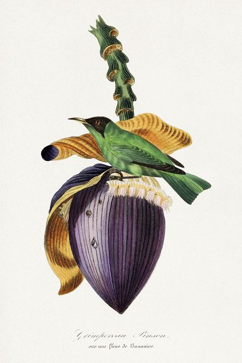 Banana Flower, Flower Collage, Illustration Botanique, Butterfly Illustration, Green Bird, Vintage Botanical Prints, Bird Painting, Fruit Painting, Animal Graphic