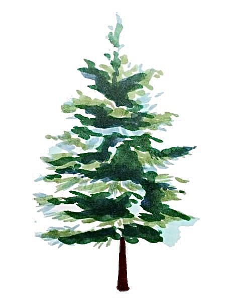 Tree Simple Drawing, Pine Tattoo, Tree Drawing Simple, Pine Tree Drawing, Tree Of Life Artwork, Copic Drawings, Spruce Trees, Pine Tree Tattoo, Landscaping Trees