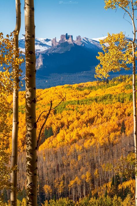 Crested Butte, Aspen Trees, Nice View, Aspen, Fall Colors, Ohio, Colorado, Castle, Trees