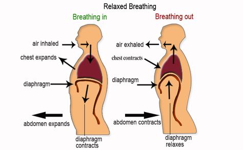 breathing diagram in and out - Google Search Singing Techniques, Vocal Lessons, Diaphragmatic Breathing, Yoga Breathing, How To Sing, Yoga Techniques, Easy Detox, Biology Notes, Survival Life