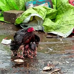 Mother Hen Shelters Her Chicks in the Rain || @ViralHog 🐣💕 ...#animals #chicken #mother #wildlife #viralhog #animalstyle #cuteanimals #funnyanimals #loveanimals #animalslover #wildlifephotography #animalslove #animalslovers #animalsarefriends #animalsfunny #buzzfeedanimals #animals_in_world #wildlifeplanet #animalsofig Puppy Husky, Mother Hen, Sweet Animals, 귀여운 동물, Cute Funny Animals, Animals Friends, Animal Gifs, Funny Animal Videos, Beautiful Creatures