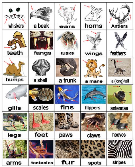 Image Body Parts Worksheet, Esl Grammar, Materi Bahasa Inggris, Animal Body Parts, School Material, Exquisite Corpse, English Projects, Growth Mindset Posters, English Exercises