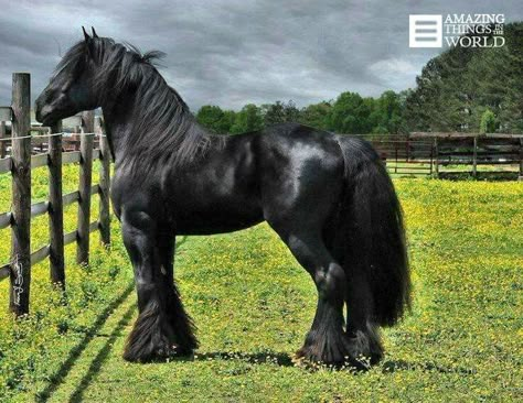 Black Clydesdale Ahal Teke, Regnul Animal, Clydesdale Horses, Big Horses, Black Horses, Most Beautiful Horses, Friesian Horse, Majestic Horse, Clydesdale