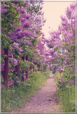 Garden GIF - Find & Share on GIPHY Secret Gardens, The Secret Garden, Green Gables, Dream Garden, Garden Paths, On The Side, Nature Beauty, Pretty Flowers, Garden Inspiration