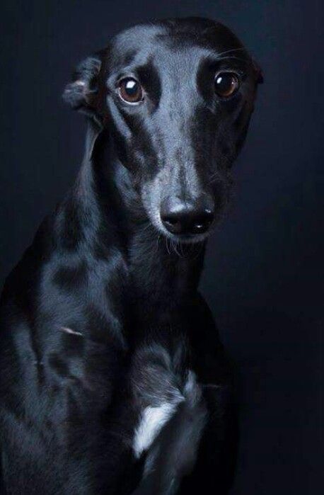 Truly beautiful #greyhound - Just look at that shiny coat! <3 ~ETS Regard Animal, Greyhound Rescue, Sight Hounds, Greyhound Adoption, Black Dogs, Greyhound Art, Grey Hound Dog, Appaloosa, Hound Dog