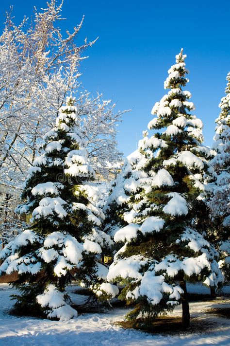 Pine trees covered in snow. Close up of pine trees in forest covered with snow, , #AFFILIATE, #covered, #snow, #Pine, #trees, #Close #ad Christmas Tree In Snow, Pine Tree Drawing, Christmas Tree With Snow, Canvas Wall Art Living Room, Pine Trees Forest, Snow Tree, Snow Covered Trees, Painting Snow, Blue Sky Background