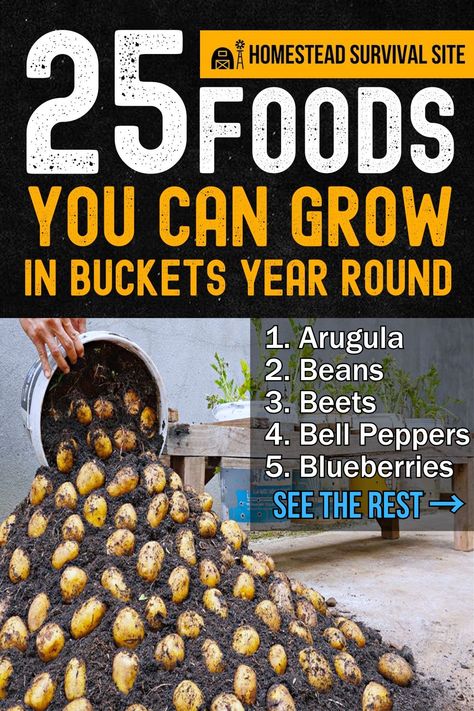 25 Foods You Can Grow In Buckets Year Round Grow Your Own Food Indoors, Fruits You Can Grow Indoors, Bucket Gardens, Year Round Gardening, Grow Your Own Vegetables, Growing Vegetables In Pots, Growing Your Own Food, Bucket Gardening, Follow The Sun