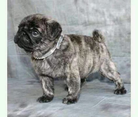 Brindle pug puppy Brindle Pug, Teacup Pug, Pug Puppies For Sale, Funny Pugs, Cute Pug Puppies, Fawn Pug, Pugs And Kisses, Baby Pugs, Pug Pictures