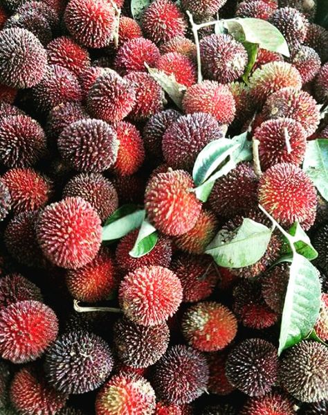 Pulasan Pulasan Fruit, Fruit Trees, Cocoa, Trees, Fruit, Plants, Quick Saves