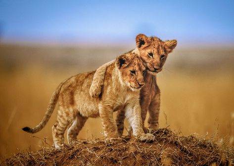 Animal Lion  Big Cat Baby Animal Cub Wildlife Wallpaper Lion Hd Wallpaper, Lion Cubs, Panther Print, Lion Photography, Lion Wallpaper, Lion Cub, Baby Lion, Wallpaper Black, African Safari