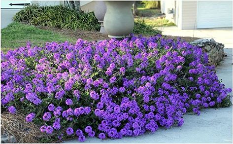 Ground Cover Seeds, Hydrangea Care, Ground Cover Plants, Bulb Flowers, Ground Cover, Southern Style, Cool Plants, Rock Garden, Flower Seeds