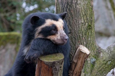 Spectacled Bear | probably some bears have become accustomed to eating animals but bears ... Short Faced Bear, Spectacled Bear, Bear Species, Bear Pictures, Incredible Creatures, Bear Art, Black Bear, Zoo Animals, Creature Design