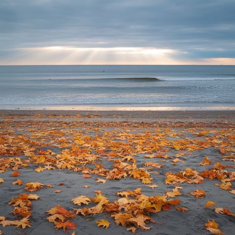 11 Inspiring Fall Seas Activities to Embrace the Season Beach Thanksgiving, Coastal Autumn, Sea Inspired Fashion, Cozy Coastal Cottage, Sea Activities, Fall Beach, University Of Sydney, Sea Photography, Sea Decor