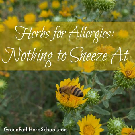 Herbs for Allergies: Nothing to Sneeze At — Green Path Herb School Herbs For Allergies Natural, Herbs For Allergies, Liver Flush, Natural Birth Control, Itchy Nose, Yerba Santa, Medical Herbs, Avoid Processed Foods, Melaleuca Alternifolia