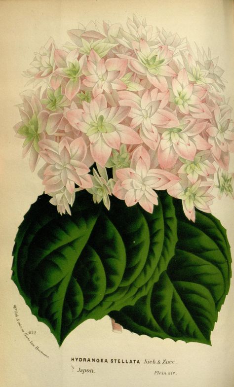 v.18 (1869-70) - Flore des serres et des jardins de l'Europe - Biodiversity Heritage Library Room Posters Aesthetic Printable, Aesthetic Hydrangea, Room Posters Aesthetic, Hydrangea Poster, Hydrangea Aesthetic, Big Leaf Hydrangea, Pink Botanical, Hydrangea Print, Aesthetic Print