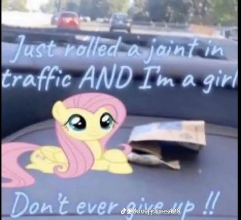 Shin Nana, Dont Ever Give Up, Mlp Memes, My Lil Pony, Silly Images, Mlp My Little Pony, Fluttershy, Twilight Sparkle, Rainbow Dash