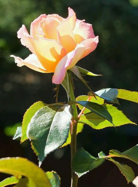 Hybrid Tea Roses Garden, Hybrid Tea Roses Care, Watercolour Reference, Hamilton Gardens, Roses Garden Care, Hybrid Tea Rose, Rose Vase, Growing Roses, Hybrid Tea Roses