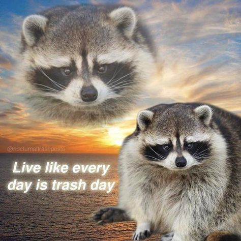 So Motivational Pet Raccoon, Cute Raccoon, Raccoon Funny, Trash Panda, Racoon, Oui Oui, Animal Memes, Cute Funny Animals, Spirit Animal