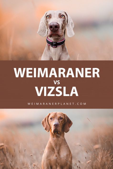 Blue Weimaraner Puppy, Weimaraner Funny, Blue Weimaraner, Weimaraner Puppy, Hunting Dogs Breeds, Weimaraner Puppies, Dog Hunting, Best Guard Dogs, Vizsla Dogs