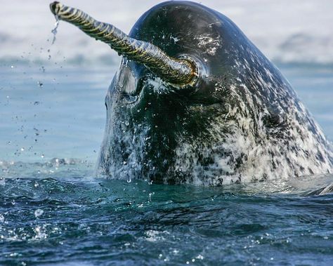 Ocean Obsessions shared a photo on Instagram: “#oceanschool is open seven days a week. The first time I looked inside the mouth of a narwhal, I…” • See 142 photos and videos on their profile. Narwhal Pictures, Narwhal Tusk, Canine Teeth, Canine Tooth, Sea Mammal, Drone Footage, Whale Art, Photo Caption, Marine Mammals