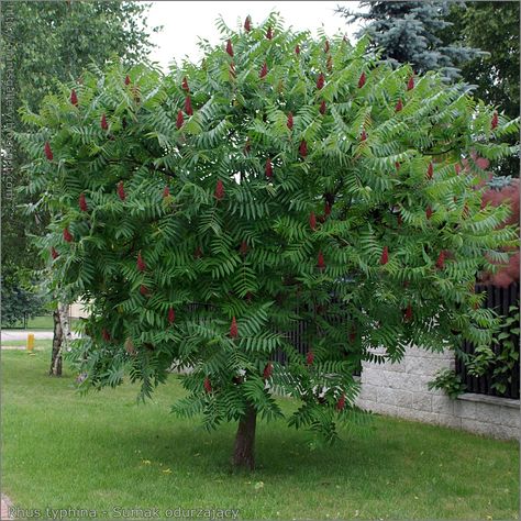 https://flic.kr/p/9YpBud | IMGP5097 Rhus typhina - Sumak odurzający Rhus Typhina, Plant Species, The Great Outdoors, Garden Plants, Front Yard, Perennials, Trees, Plants